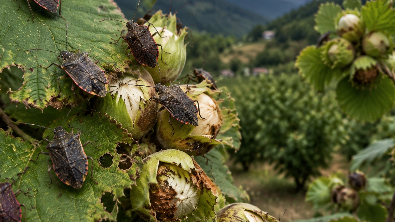 Karadeniz'de Drakula Böceği Istilası Fındık Tehditte