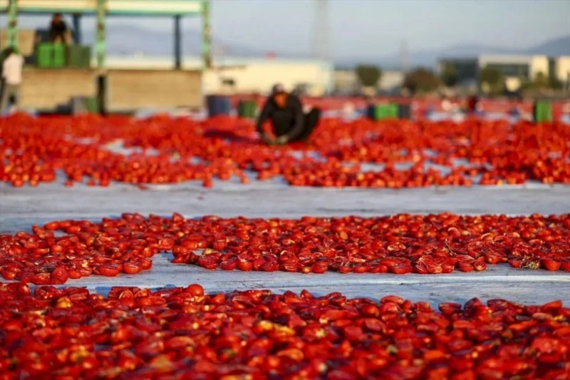 Kavanozluk Domates Sezonu Ne Zaman Başlıyor?
