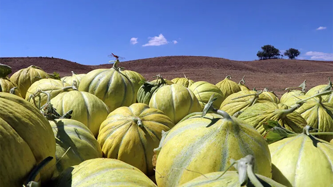 Kavunu Kesmeden Bozuk Olduğunu Anlamanın Yolları