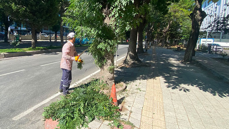 Kütahya'da Ot Biçme Mesaisi Devam Ediyor (4)