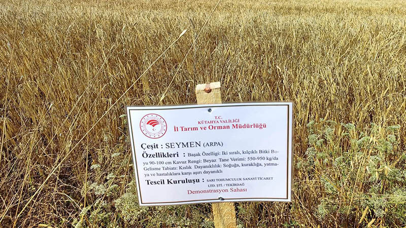 Kütahya'da Yerli Ve Milli Arpa Çeşitlerinde Yüksek Verim (3)
