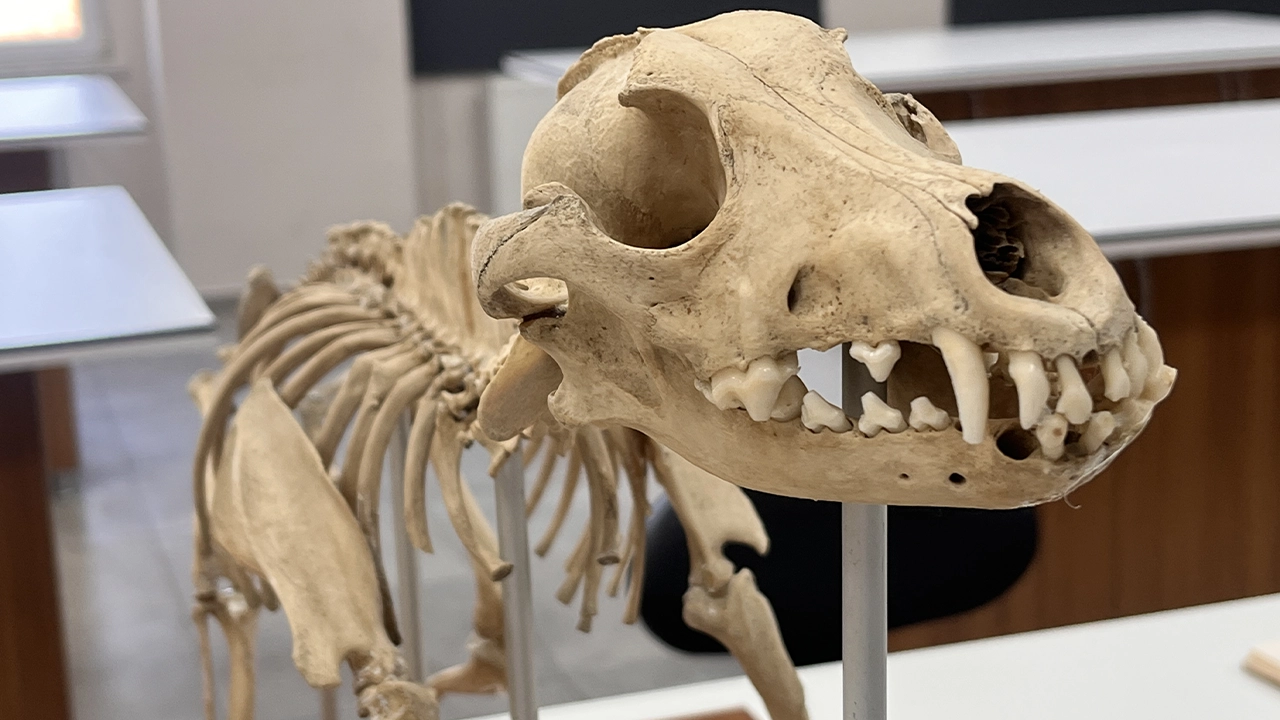 Mamut Dişiyle Veterinerlik Eğitimi Veriyorlar4,
