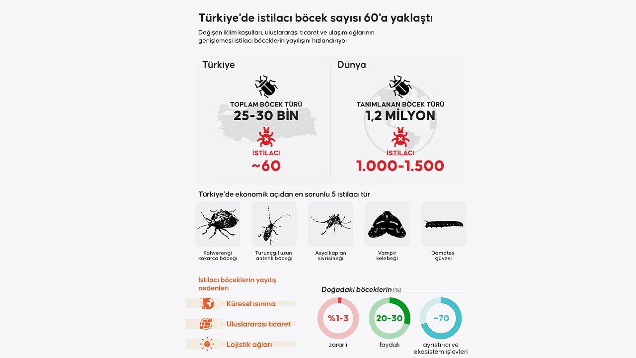 Türkiye’de Istilacı Böcek Alarmı Sayıları 60’A Ulaştı