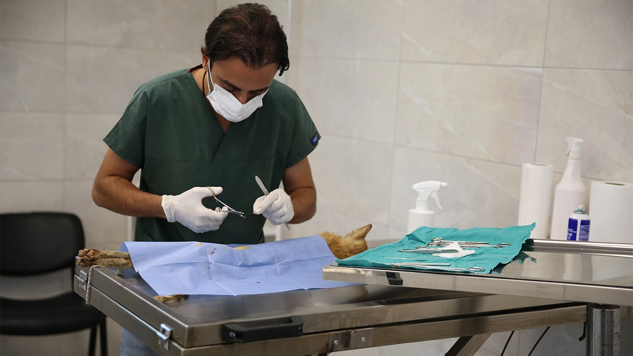 Yılın Ilk Yarısında 16 Binden Fazla Hayvan Rehabilite Edildi2