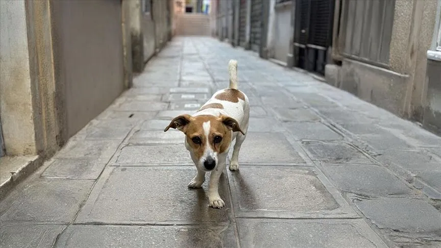 Başıboş Köpeklerin Yüzde 99,22’Si Toplandı (2)