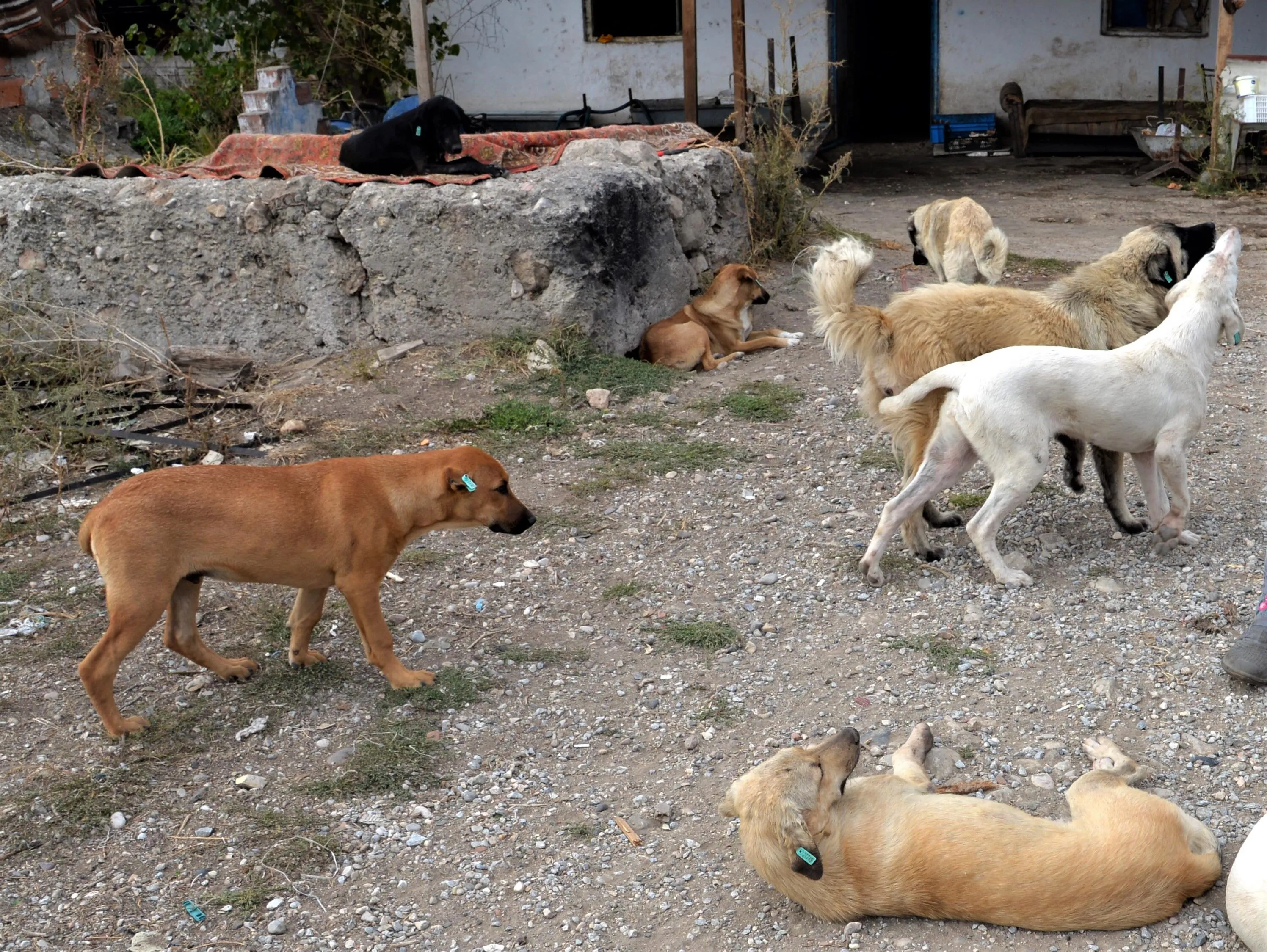 Başıboş Köpeklerin Yüzde 99,22’Si Toplandı (4)