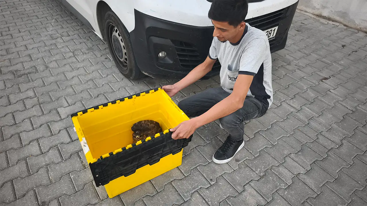 Kütahya’da Yaralı Şahini Ekiplere Teslim Etti3