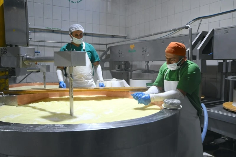 Peynirlerin Kralı Gravyerin Kars (4)