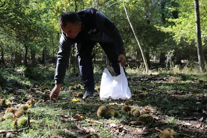Isparta'da 800 Yıllık Ağaçlarda Kestane Hasadı Başladı1