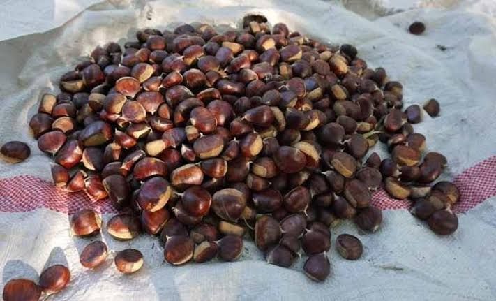 Isparta'da 800 Yıllık Ağaçlarda Kestane Hasadı Başladı4
