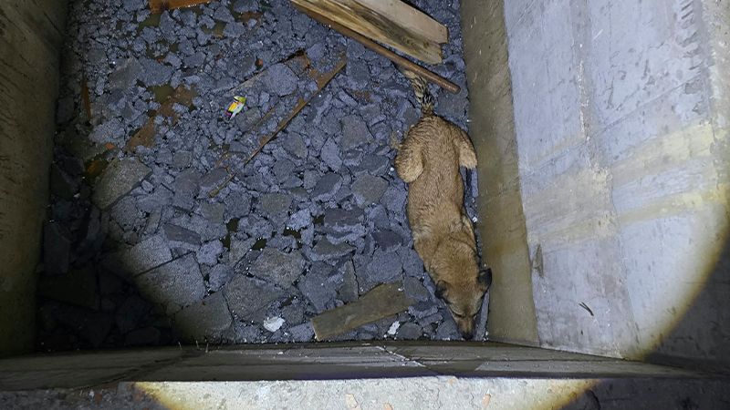 Kütahya Polis Ekibi Asansör Boşuna Düşen Köpeği Kurtardı (2)