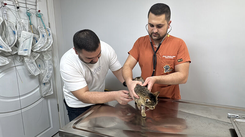 Kütahyalı Kedi Ballı Diyafram Fıtığı Ameliyatıyla Hayatta Kaldı (2)