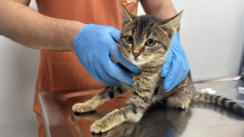 Kütahyalı Kedi Ballı Diyafram Fıtığı Ameliyatıyla Hayatta Kaldı (3)
