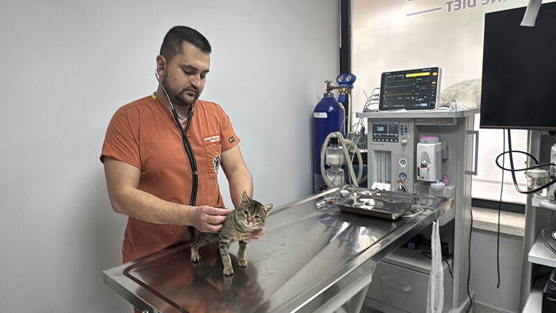 Kütahyalı Kedi Ballı Diyafram Fıtığı Ameliyatıyla Hayatta Kaldı (4)