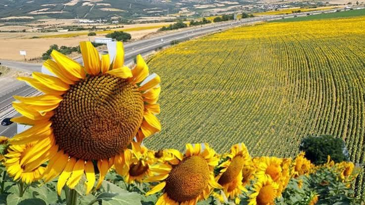 Meyve Üretiminde Büyük Artış Bekleniyor Kirazda Yüzde 2902