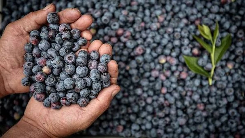 Yaban Mersininin Ruh Hali Üzerindeki Etkisi Araştırıldı (3)