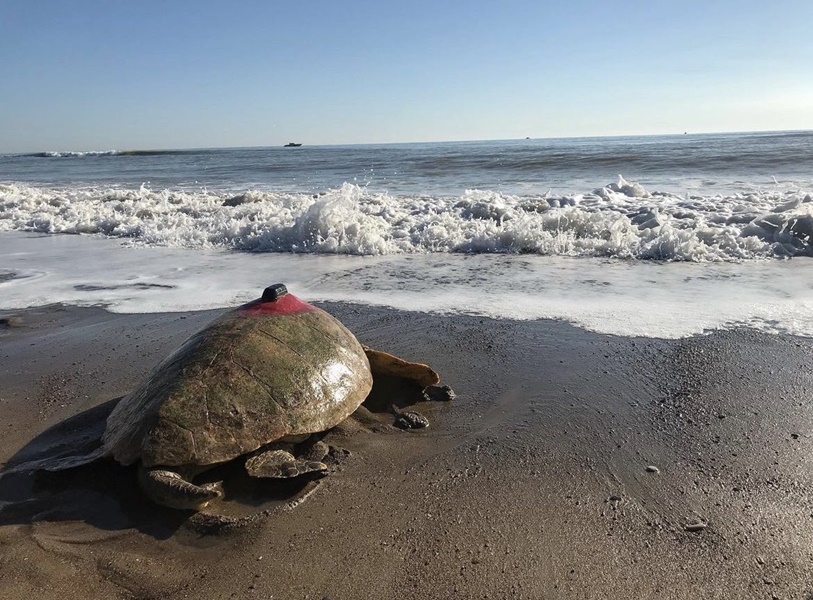 Koruma çabaları sayesinde deniz kaplumbağası sayısı artıyor