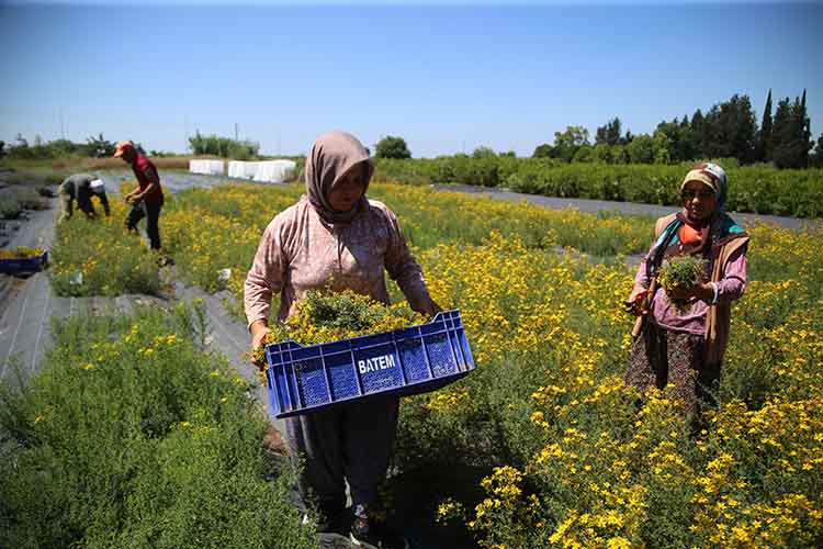 Sarı kantaron bitkisi üzerine çalışma yürüten Batı Akdeniz Tarımsal Araştırma Enstitüsü Müdürlüğü (BATEM) ekibi, verimi ve kalitesinin Almanya'nın tescilli bitkisinden daha yüksek olduğunu belirledikleri çeşitleri ıslah ederek ekonomiye kazandıracak.