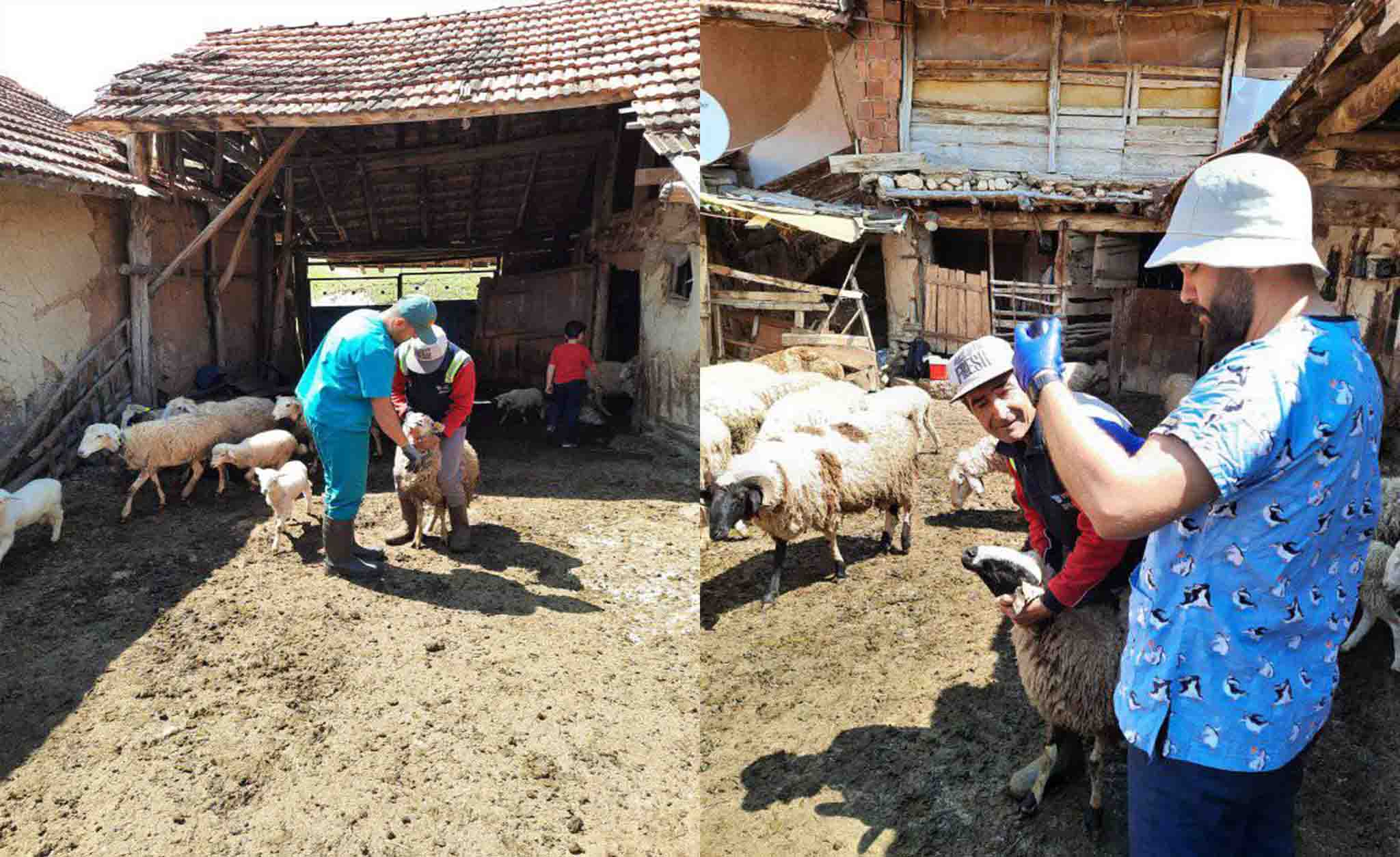 Karaağaç köyünde küçükbaş hayvanlara aşı ve küpe uygulamaları yapıldı. Altıntaş İlçe Tarım ve Orman Müdürlüğü veteriner hekimleri tarafından yapılan aşı ve küpe çalışmaları devam ediyor. 