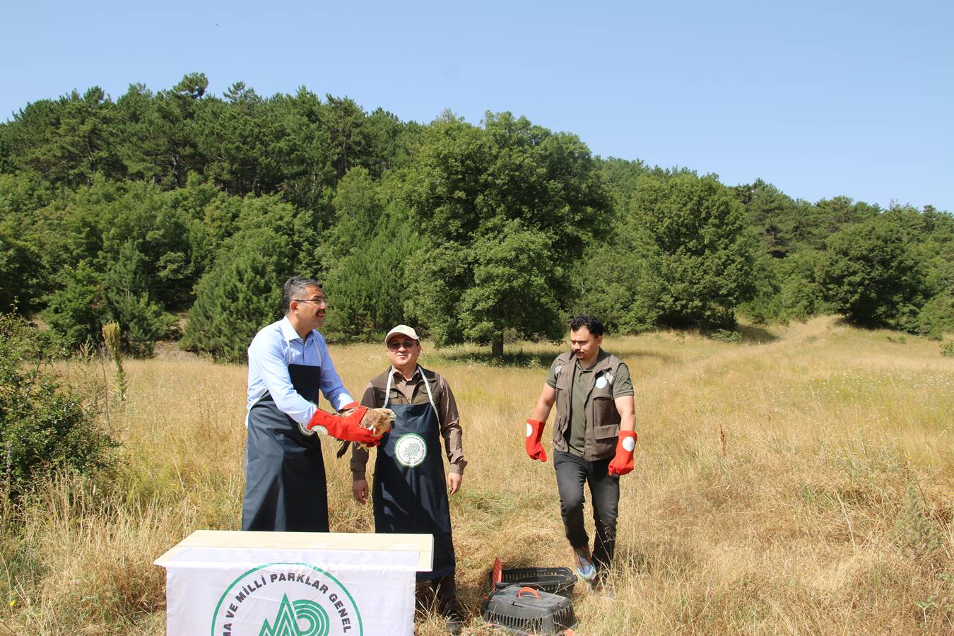 Kütahya’da kınalı keklikler ve tedavi edilen kızıl şahin doğaya salındı 