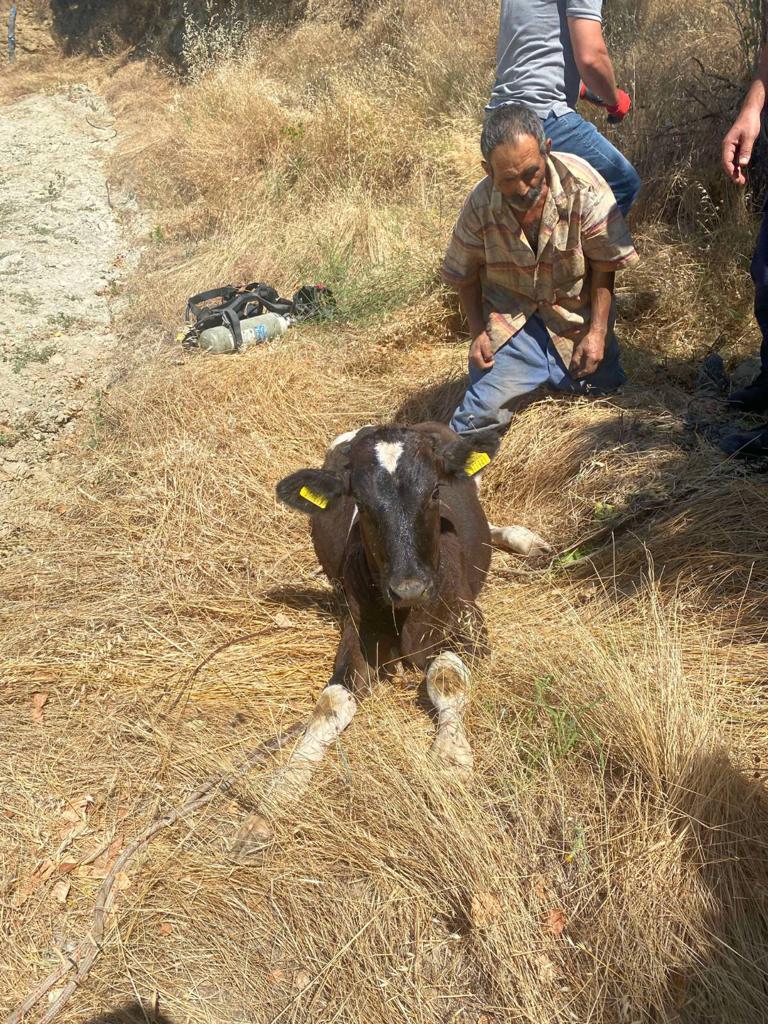 Uşak'ta buzağı kuyuya düştü