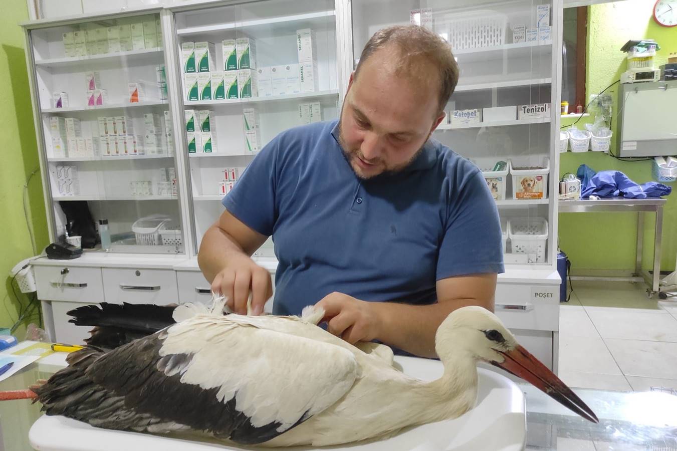 kütahya da onlarca leylek elektrik akımına kapıldı