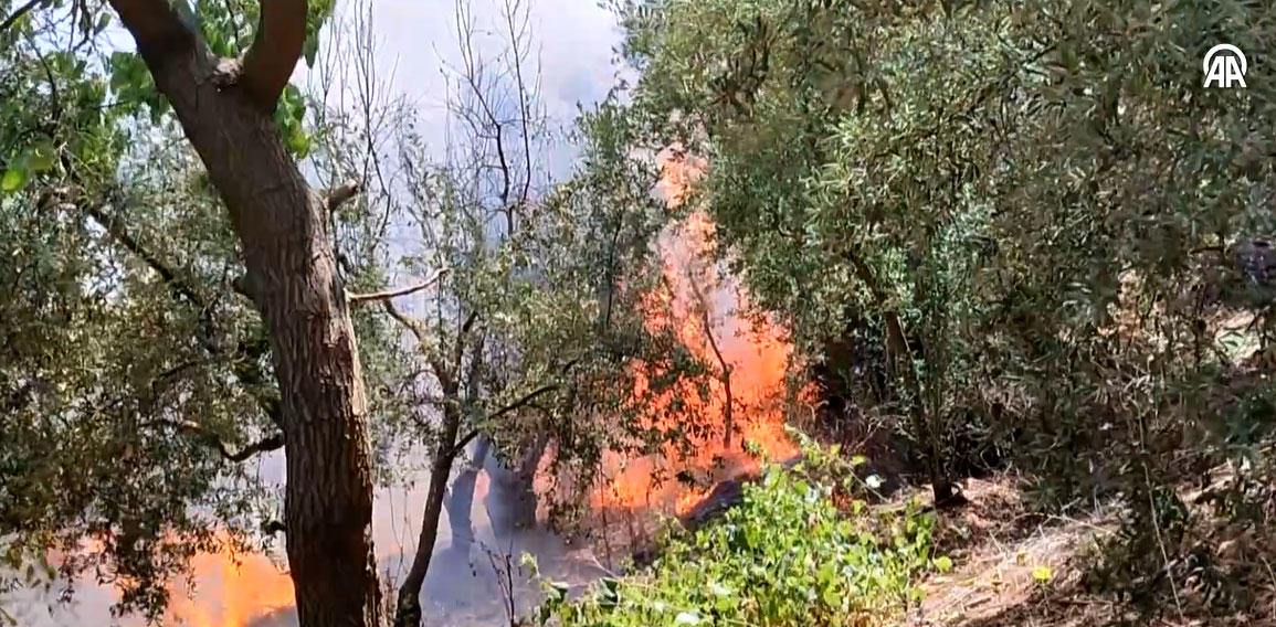  Zeytinlik alanda çıkan yangın kontrol altına alındı