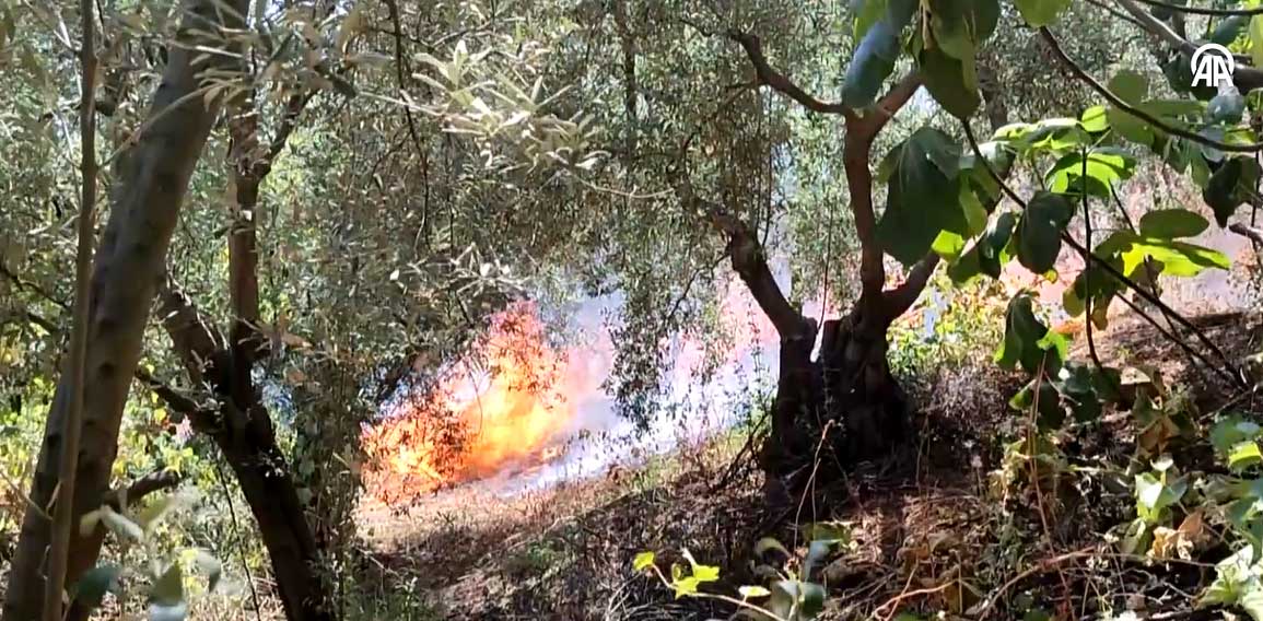 Zeytinlik alanda çıkan yangın kontrol altına alındı