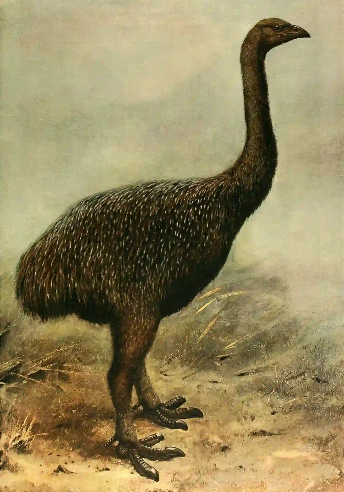 Moa