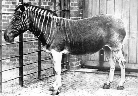 Quagga Zebrası