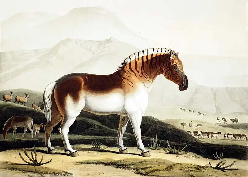 Quagga Zebrası