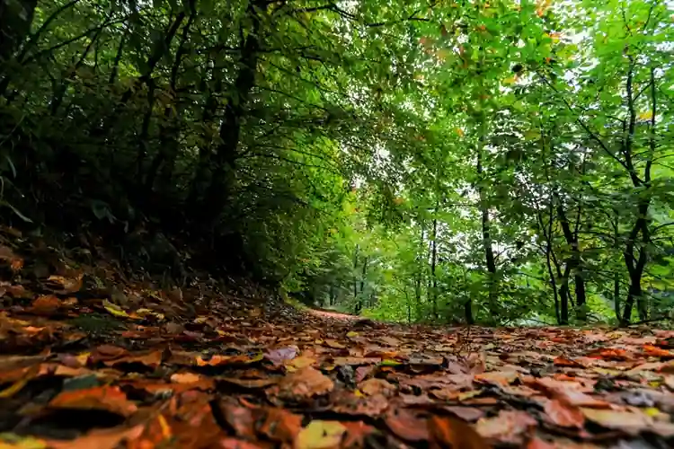 Domaniç Dağları sararan ilk yapraklarla sonbahara girdi