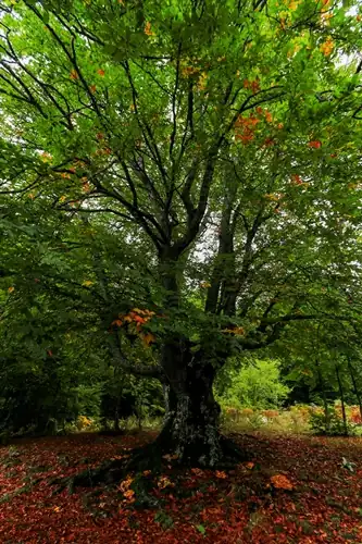 Domaniç Dağları sararan ilk yapraklarla sonbahara girdi