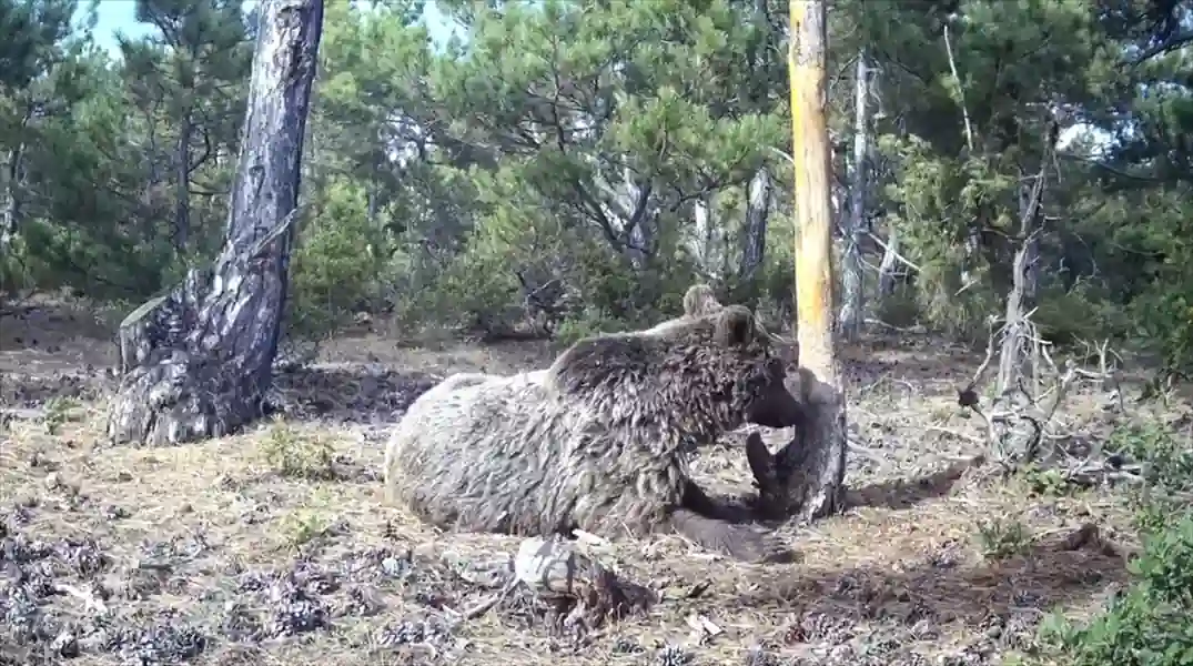 Kütahya’da boz ayının kaşınma keyfi fotokapanlarla görüntülendi