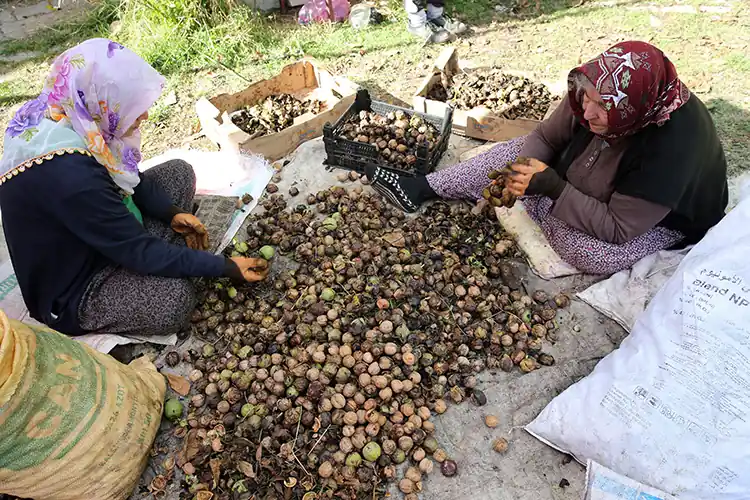 Ceviz üretiminden ekonomiye 700 milyon lira katkı