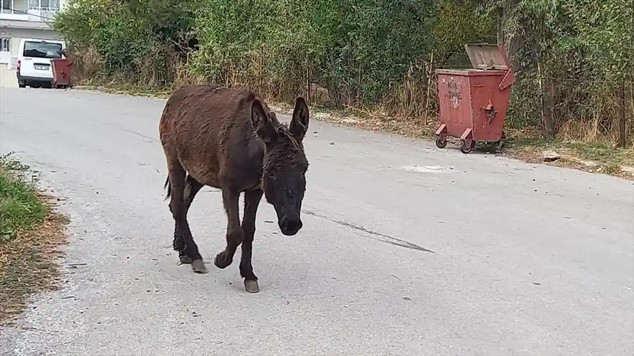 Kütahya'da yaralı eşek koruma altına alındı