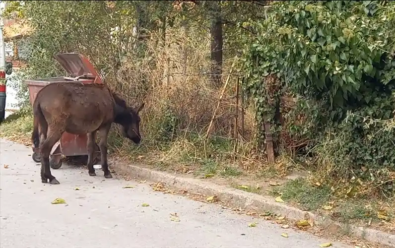 Kütahya'da yaralı eşek koruma altına alındı