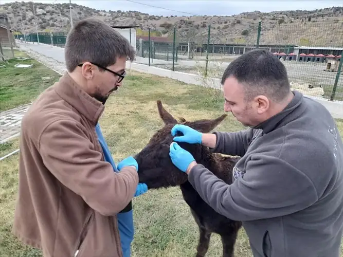 Kütahya'da yaralı eşek koruma altına alındı