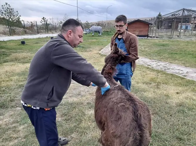 Kütahya'da yaralı eşek koruma altına alındı