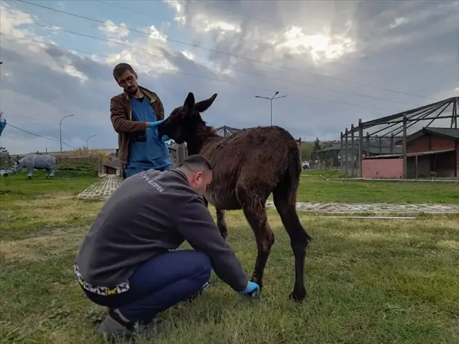 Kütahya'da yaralı eşek koruma altına alındı