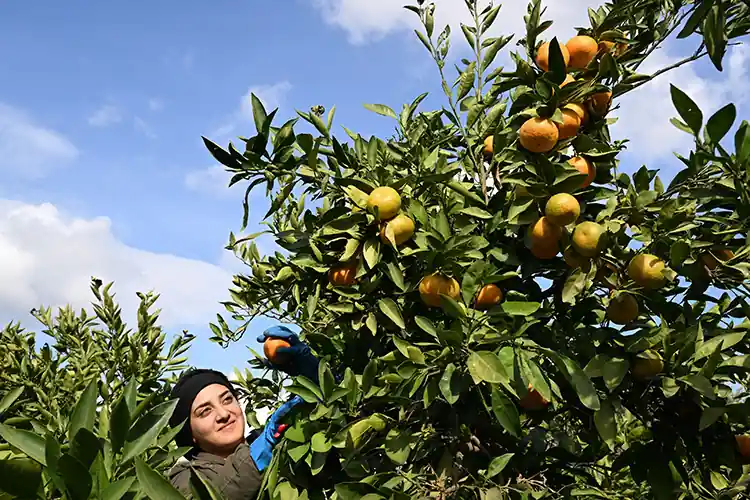 Mandalina üreticiyi ve ihracatçıyı sevindirdi