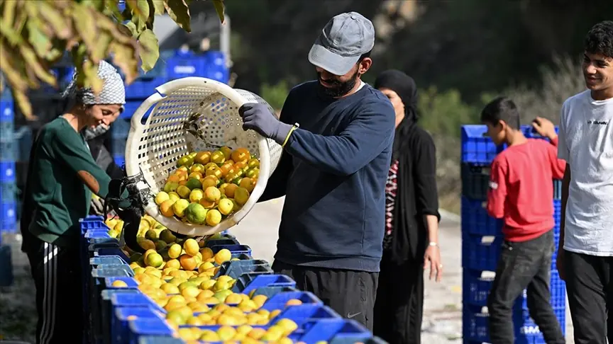 Mandalina üreticiyi ve ihracatçıyı sevindirdi