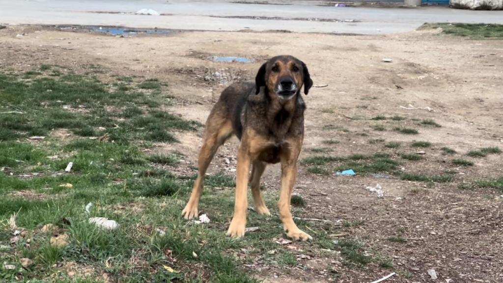 başıboş köpekler trafik kazasına neden oldu 