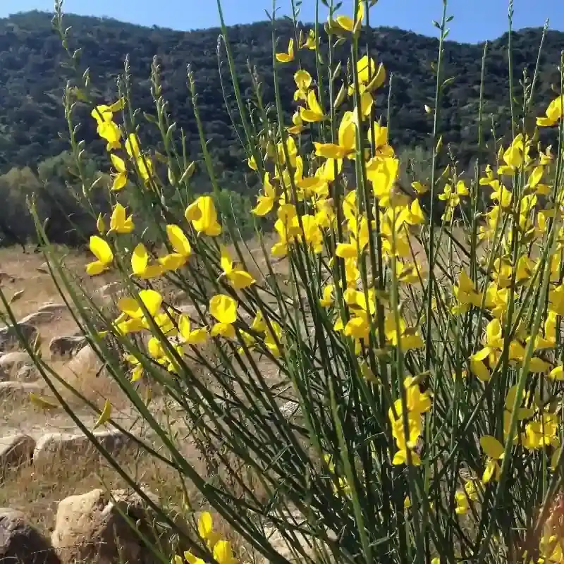 katır tırnağı