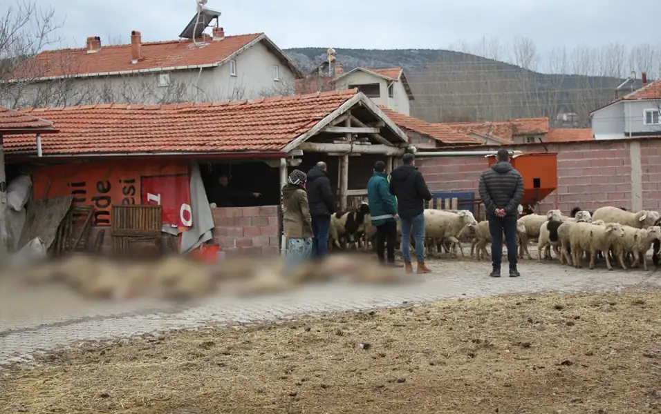 Kütahya'da sokak köpekleri ağıldaki hayvanlara saldırdı