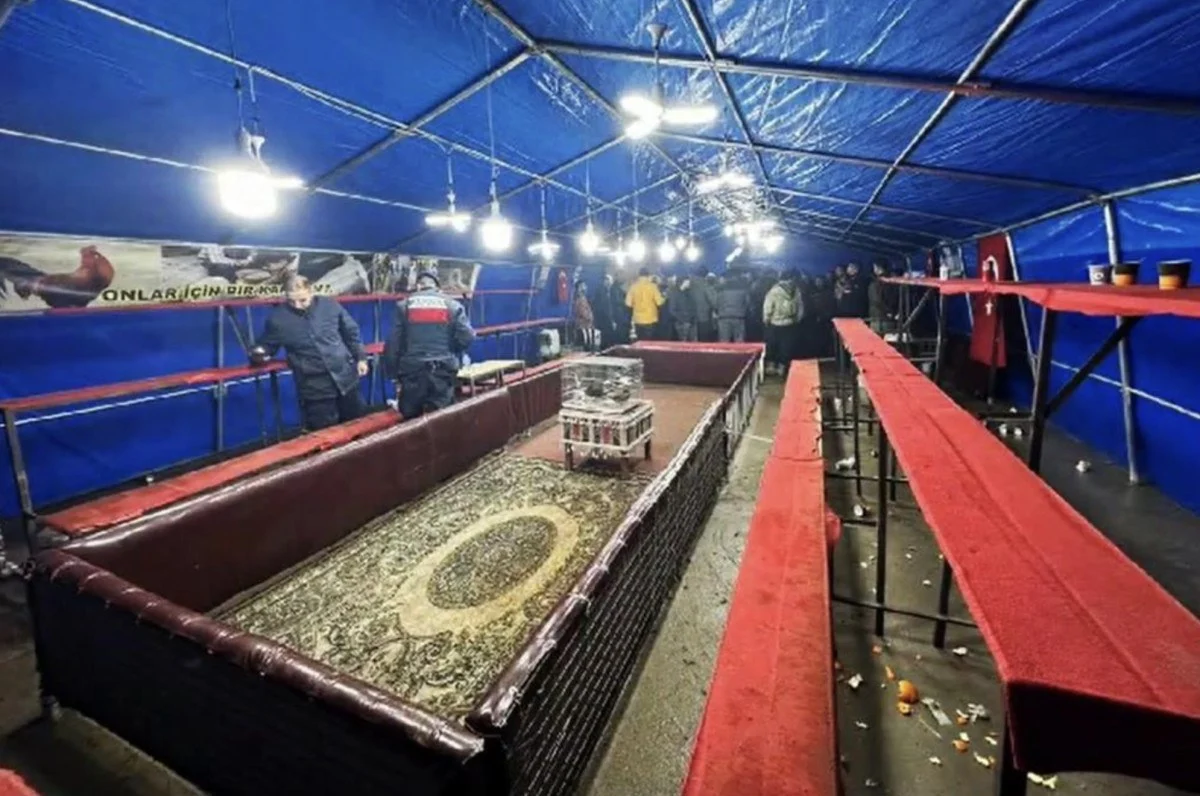 Muğla'da horoz dövüştüren 54 şahsa ağır ceza