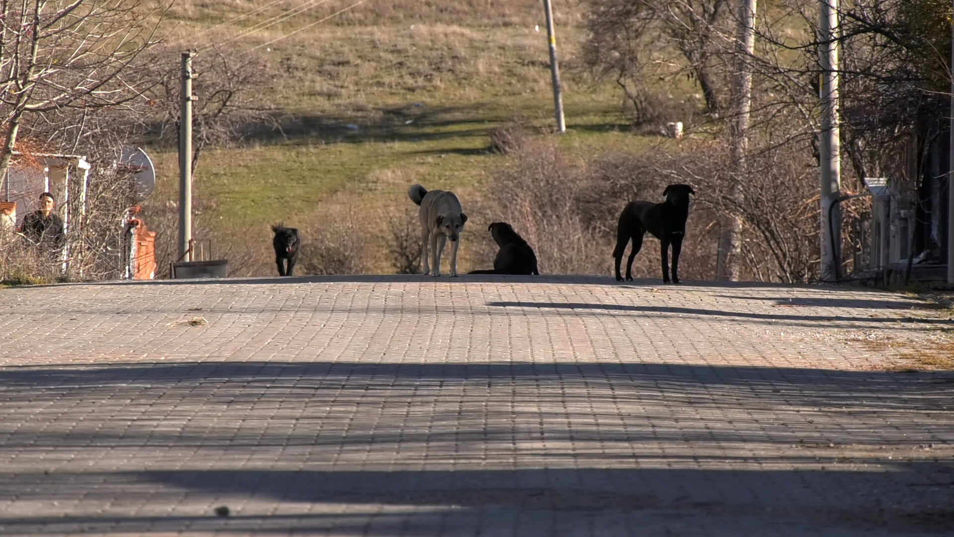 Kütahya’da sokak köpekleri yaşlı adama saldırdı 