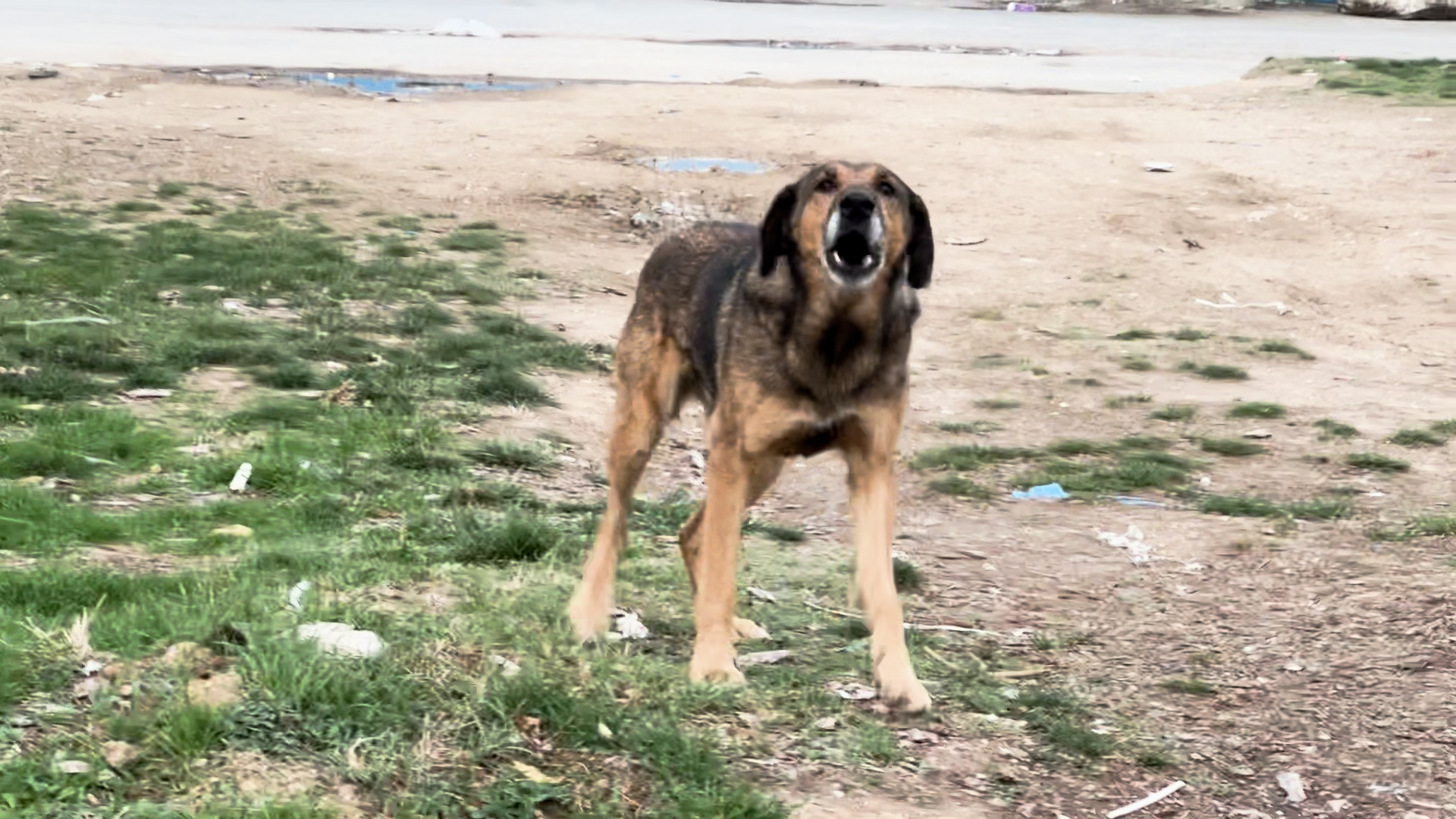 Kütahya’da sokak köpekleri yaşlı adama saldırdı 