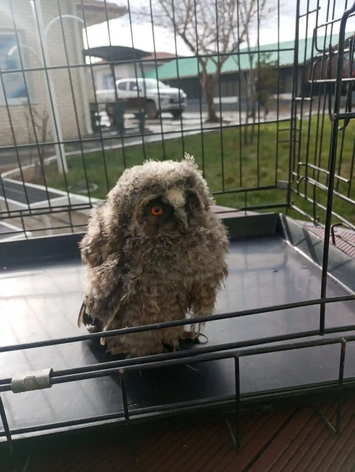 Kütahya’da yaralı baykuş doğaya salındı 