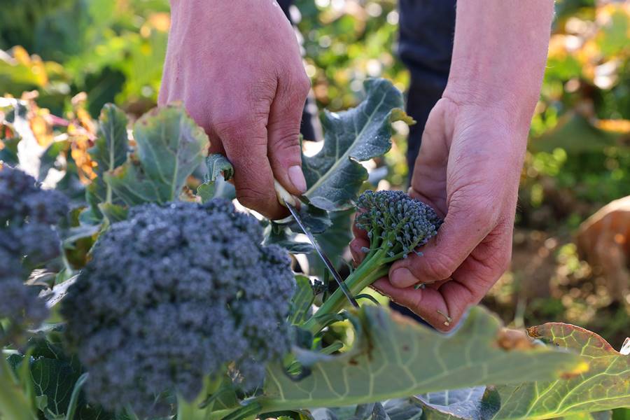 Çöplüktü meslek liselilerin eliyle bostana dönüştü